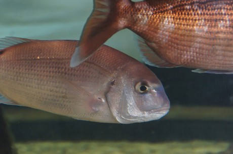 stralsund-ozeaneum