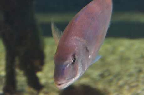 stralsund-ozeaneum