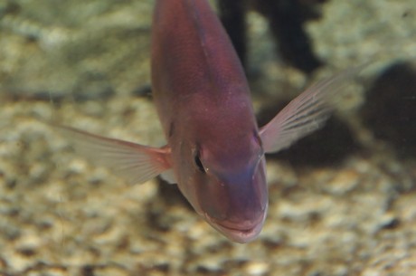 stralsund-ozeaneum