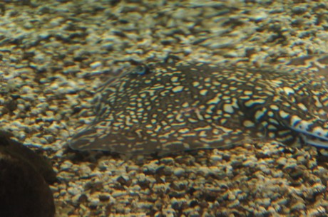 stralsund-ozeaneum