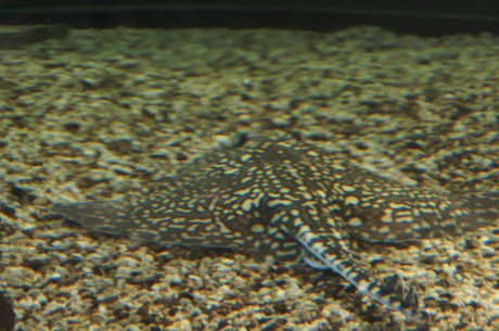 stralsund-ozeaneum