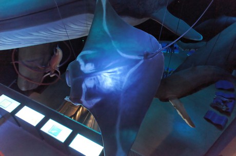 stralsund-ozeaneum