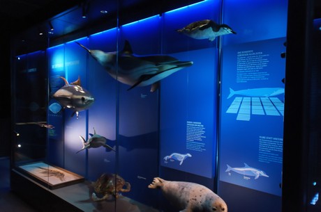 stralsund-ozeaneum