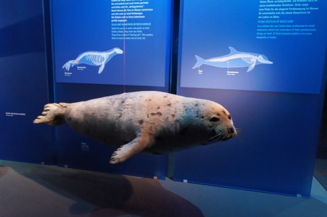 stralsund-ozeaneum