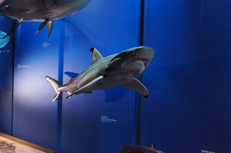 stralsund-ozeaneum