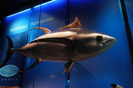 stralsund-ozeaneum