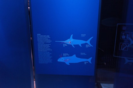 stralsund-ozeaneum