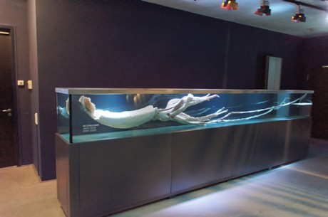 stralsund-ozeaneum