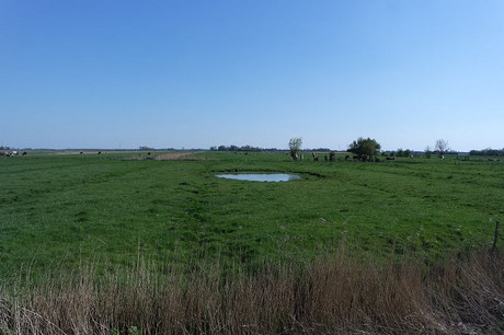 tetenbuell