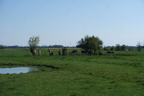 tetenbuell