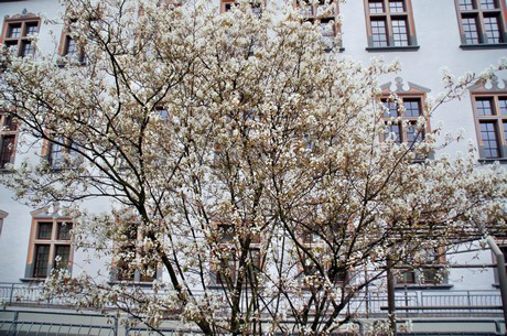 trier
