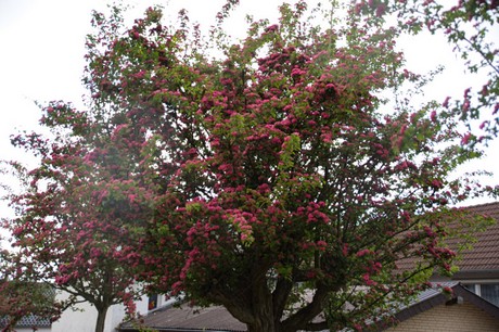 uelpenich