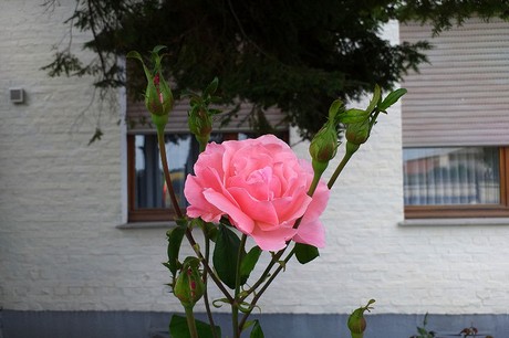 Vettweiss