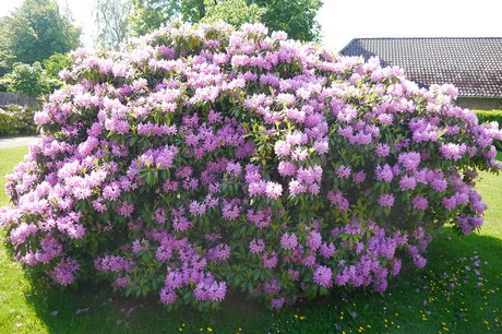 Vossenack