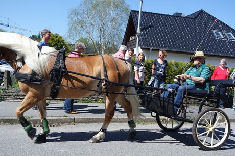 vioel