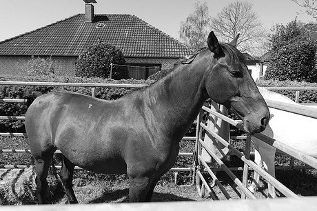vioel