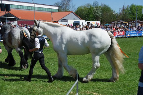 vioel