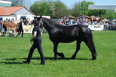 vioel