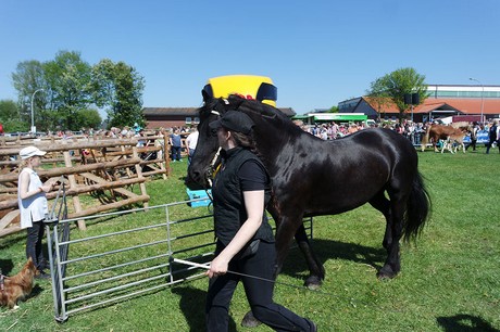 vioel
