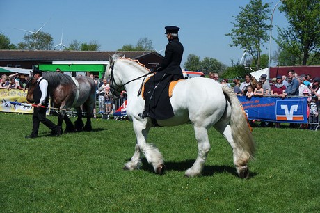 vioel