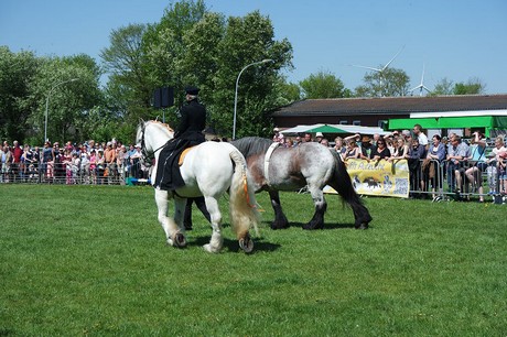 vioel