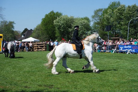 vioel