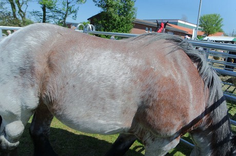 vioel