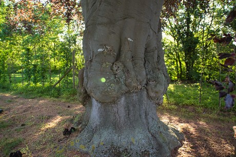Wichterich