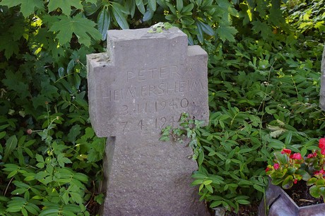 Widdig