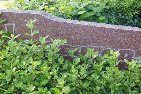 Widdig