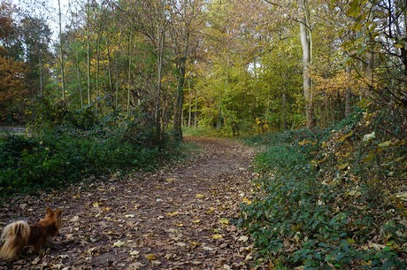 Wahnheide