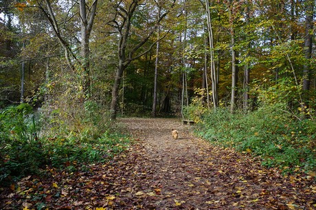 Wahnheide