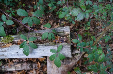 Wahnheide