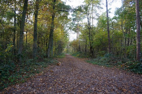 Wahnheide