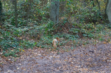 Wahnheide