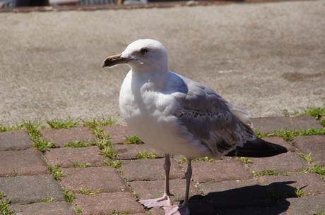 warnemuende