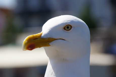warnemuende