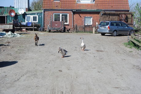 Westerhever