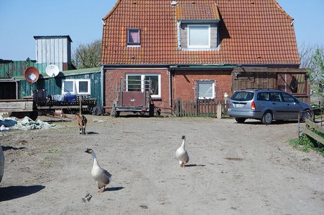 Westerhever