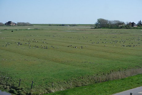 Westerhever