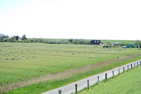 Westerhever