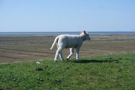 Westerhever