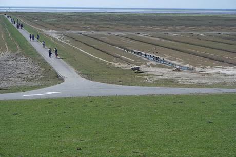 Westerhever