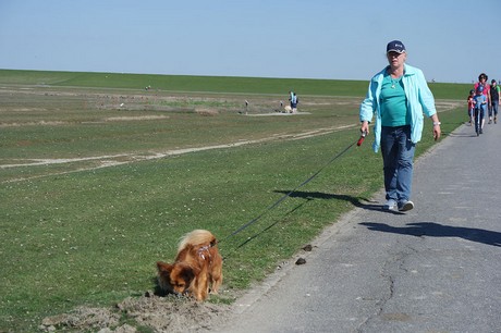 Westerhever