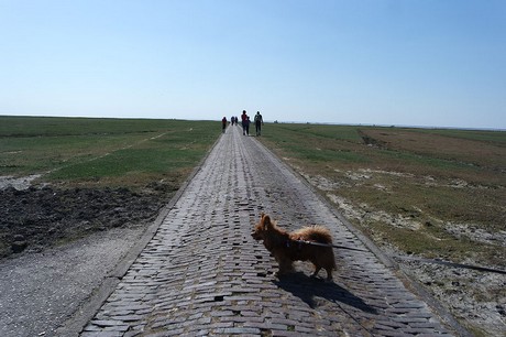 Westerhever