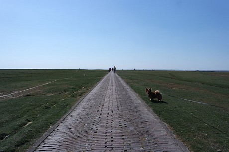 Westerhever