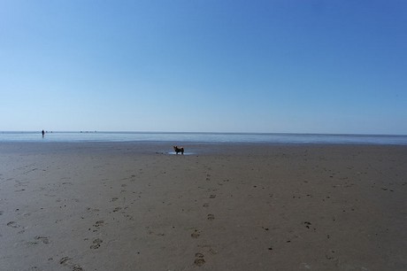 Westerhever