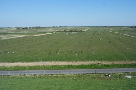 Westerhever
