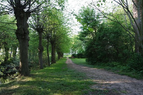 Witzwort