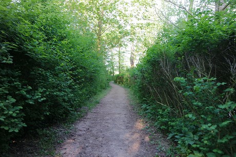 Witzwort